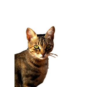 A Close Up Shot Of A Gray Tabby Cat With Striking Green Eyes Sitting Outdoors, Focusing Attentively. 19946 - Cat PNG image with transparent background